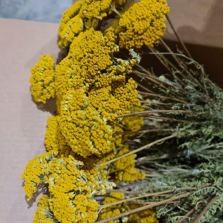 Dried Achillea Parker Natural Yellow, Box 15 Bunches