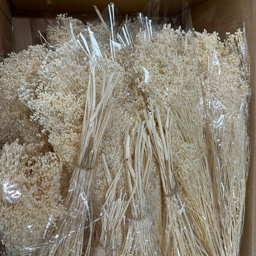 Bunches of bleached white gypsophila in celophane wraps, laid in a cardboard box