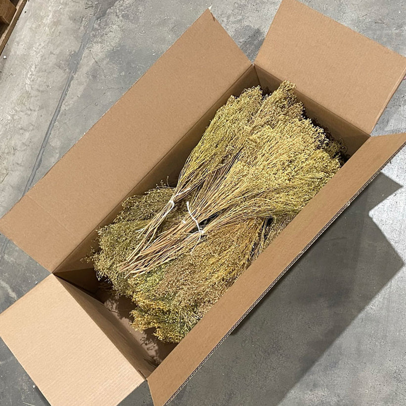 Broom Bloom, Dried, Natural, Box x 30 Bunches