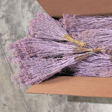Broom Bloom, Lilac Misty, Full Box 30 Bunches