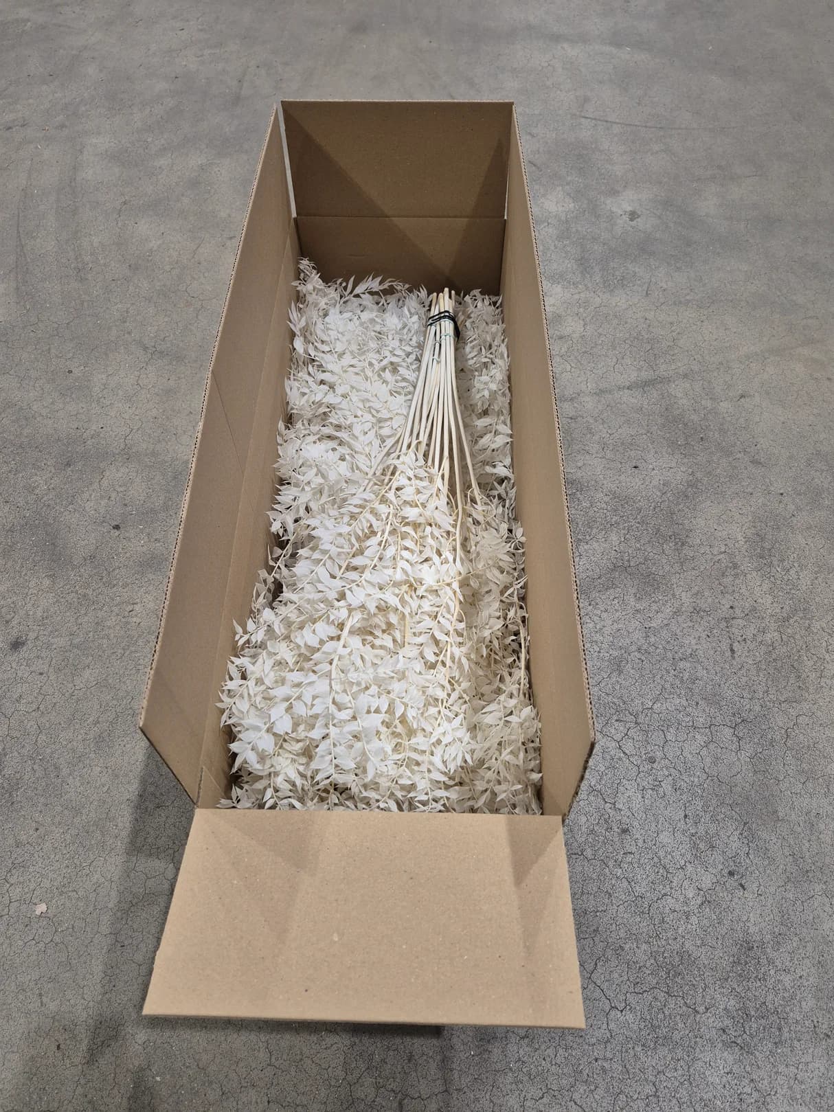 Ruscus, Preserved, Bleached White, Box x 25 Bunches