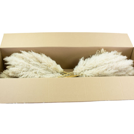 a full box of pampas cortaderia selloana in its natural colour