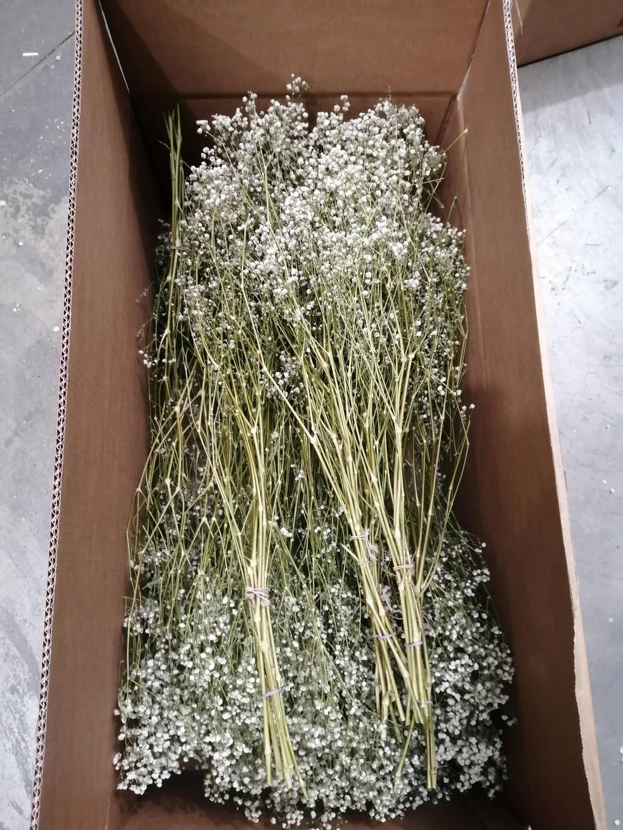 Gypsophila, Dried, Natural White, Box x 20 Bunches