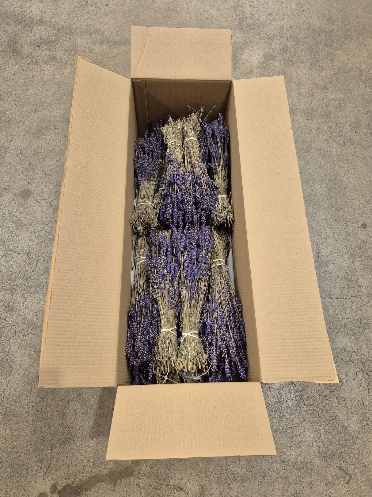 Lavender, Dried, Natural Dark Blue, Full box x 20 Bunches