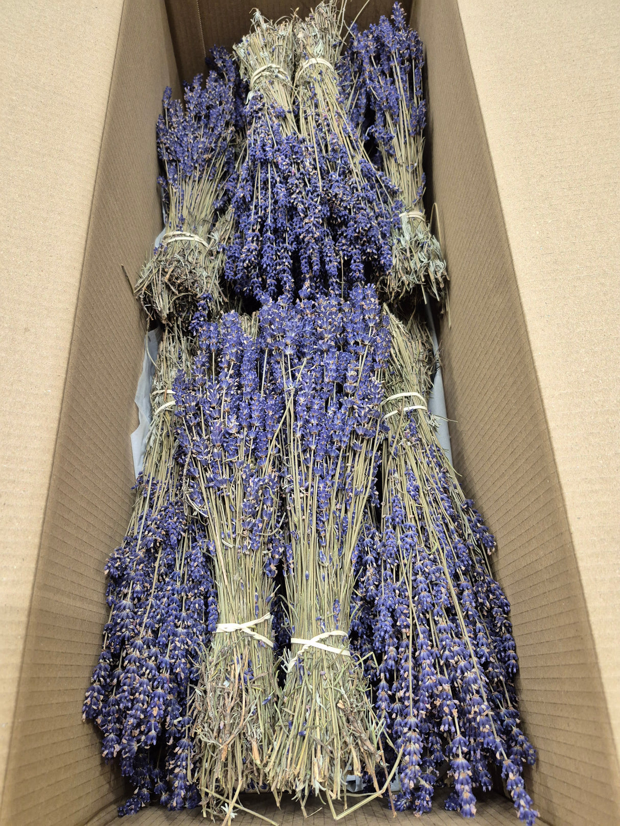 Lavender, Dried, Natural Dark Blue, Full box x 20 Bunches