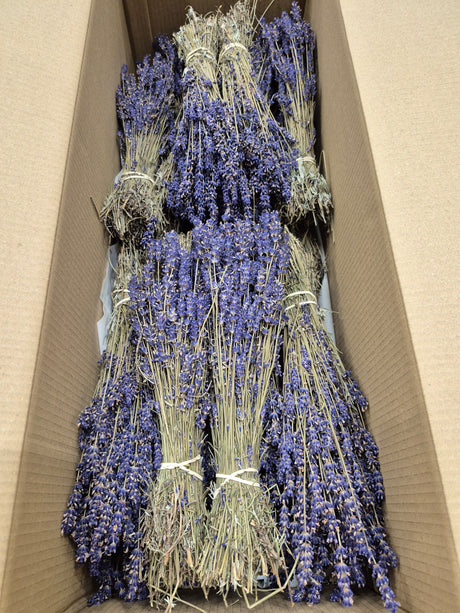 Lavender, Dried, Natural Dark Blue, Full box x 20 Bunches