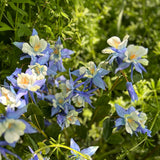 A blue coloured, faux aquiligea flower, nestled in long grass, bathed in dappled sunlight.