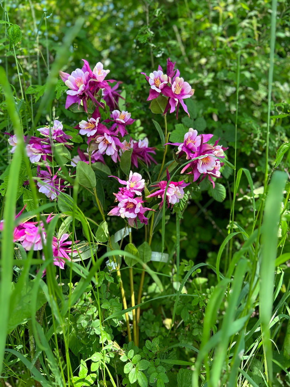 A purple coloured, faux aquiligea flower, nestled in long grass, bathed in dappled sunlight.