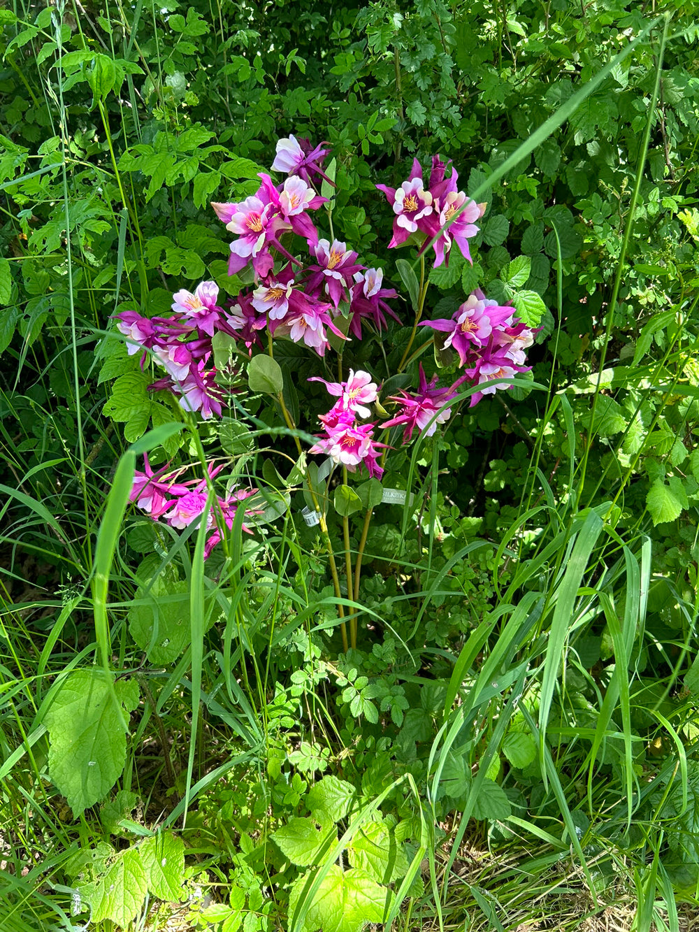 A purple coloured, faux aquiligea flower, nestled in long grass, bathed in dappled sunlight.