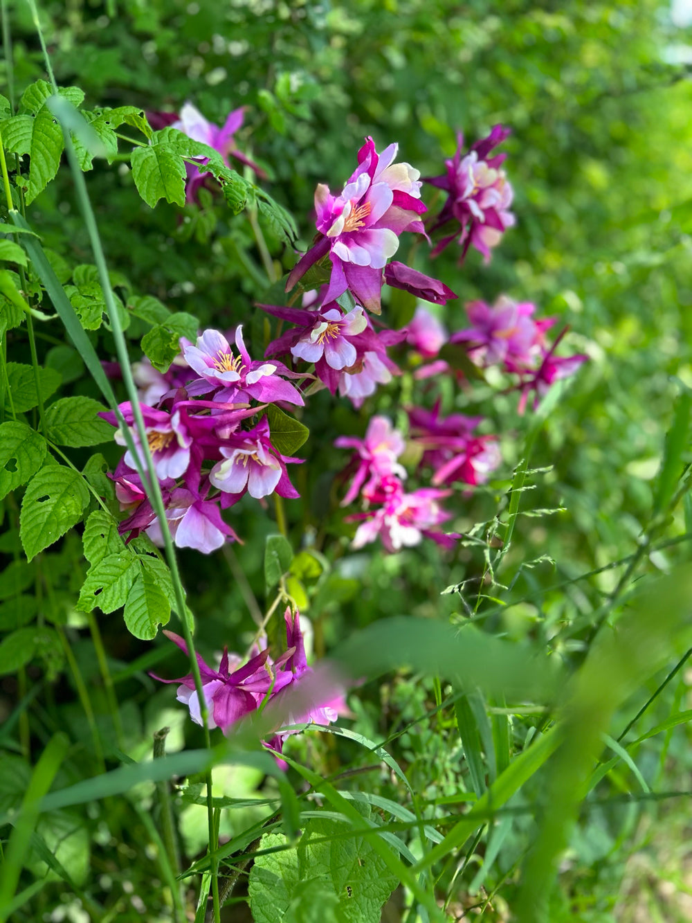 A purple coloured, faux aquiligea flower, nestled in long grass, bathed in dappled sunlight.