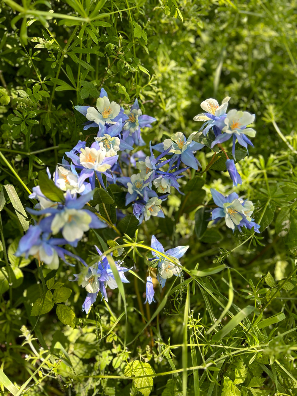 A blue coloured, faux aquiligea flower, nestled in long grass, bathed in dappled sunlight.