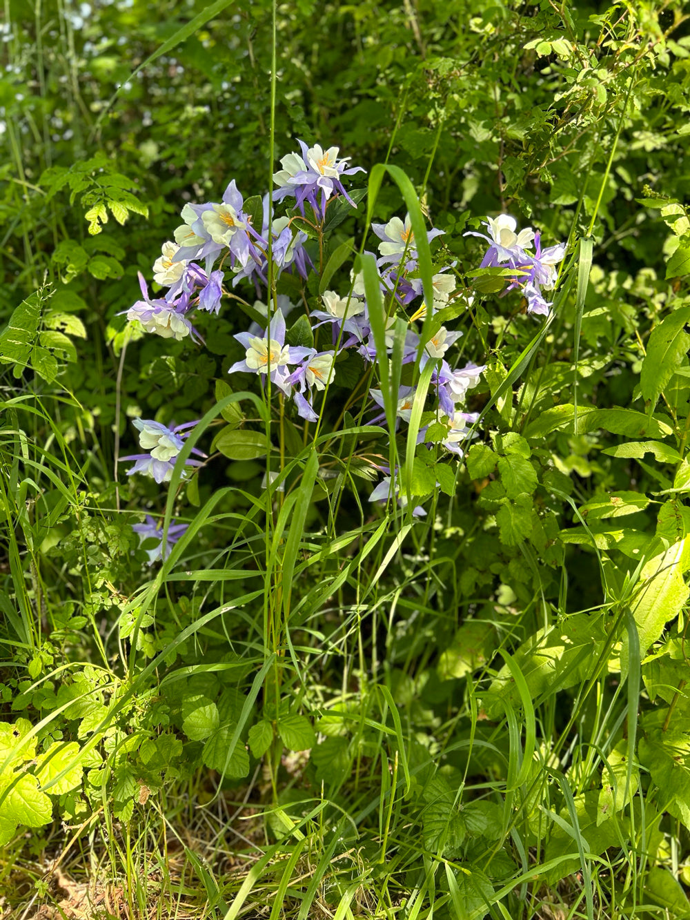 A lilac coloured, faux aquiligea flower, nestled in long grass, bathed in dappled sunlight.