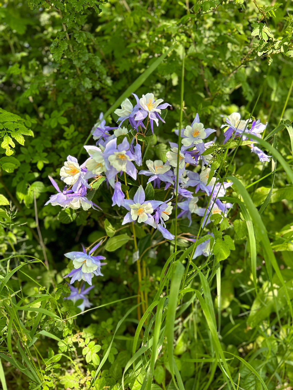 A lilac coloured, faux aquiligea flower, nestled in long grass, bathed in dappled sunlight.