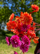 Bright pink and bright orange chrysanthemums with orange leaves and rust coloured stems, displayed against a meadow and bright blue sky