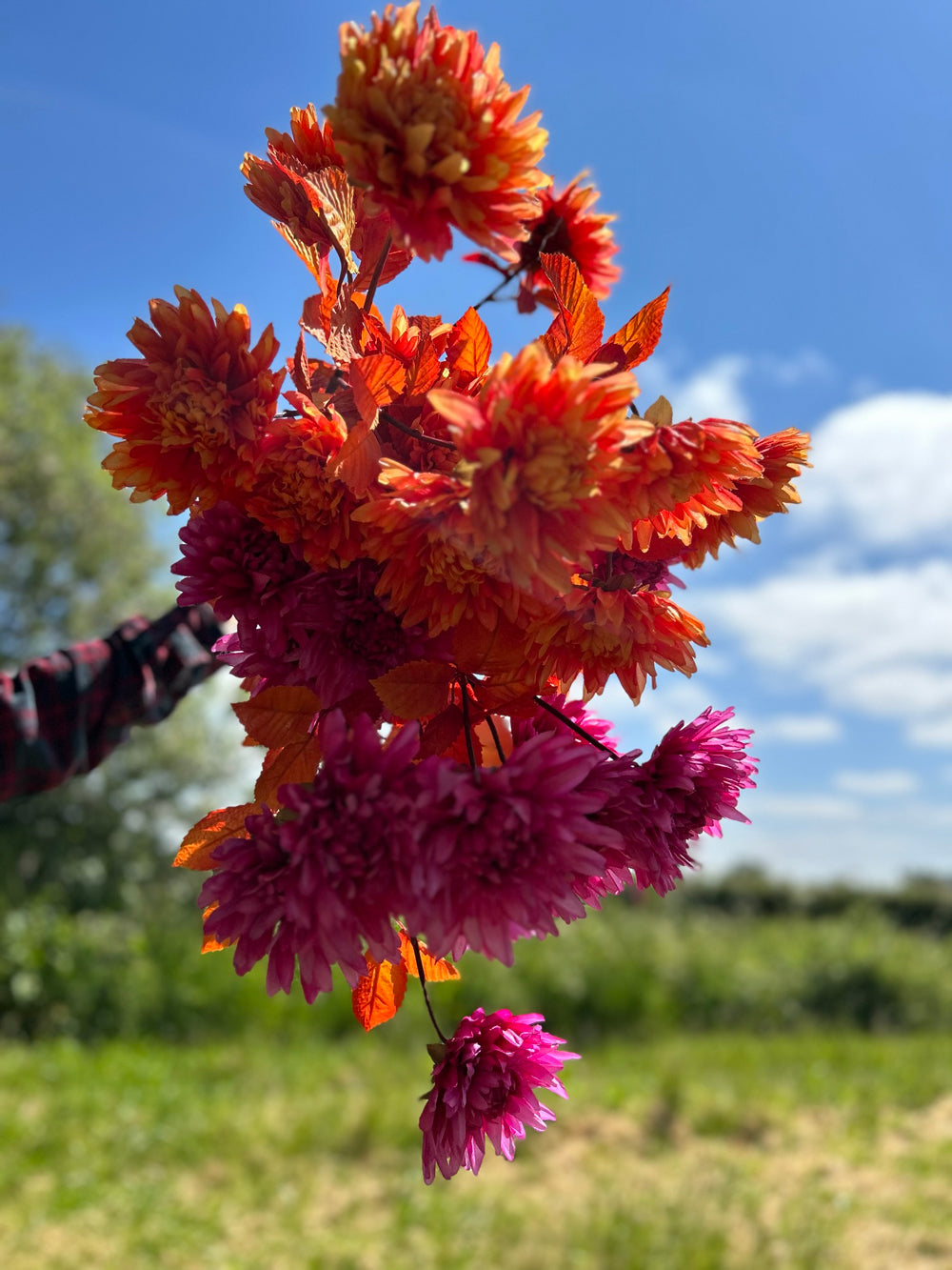 Bright pink and bright orange chrysanthemums with orange leaves and rust coloured stems, displayed against a meadow and bright blue sky