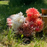 pink, and white Chrysanthemums and dark pink dahlias laying in the sunshine in a meadow