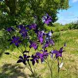 A group of faux clematis sprays, in a rich, dark purple, photographed outside in bright sunshine against the background of a meadow, trees, and a bright blue sky