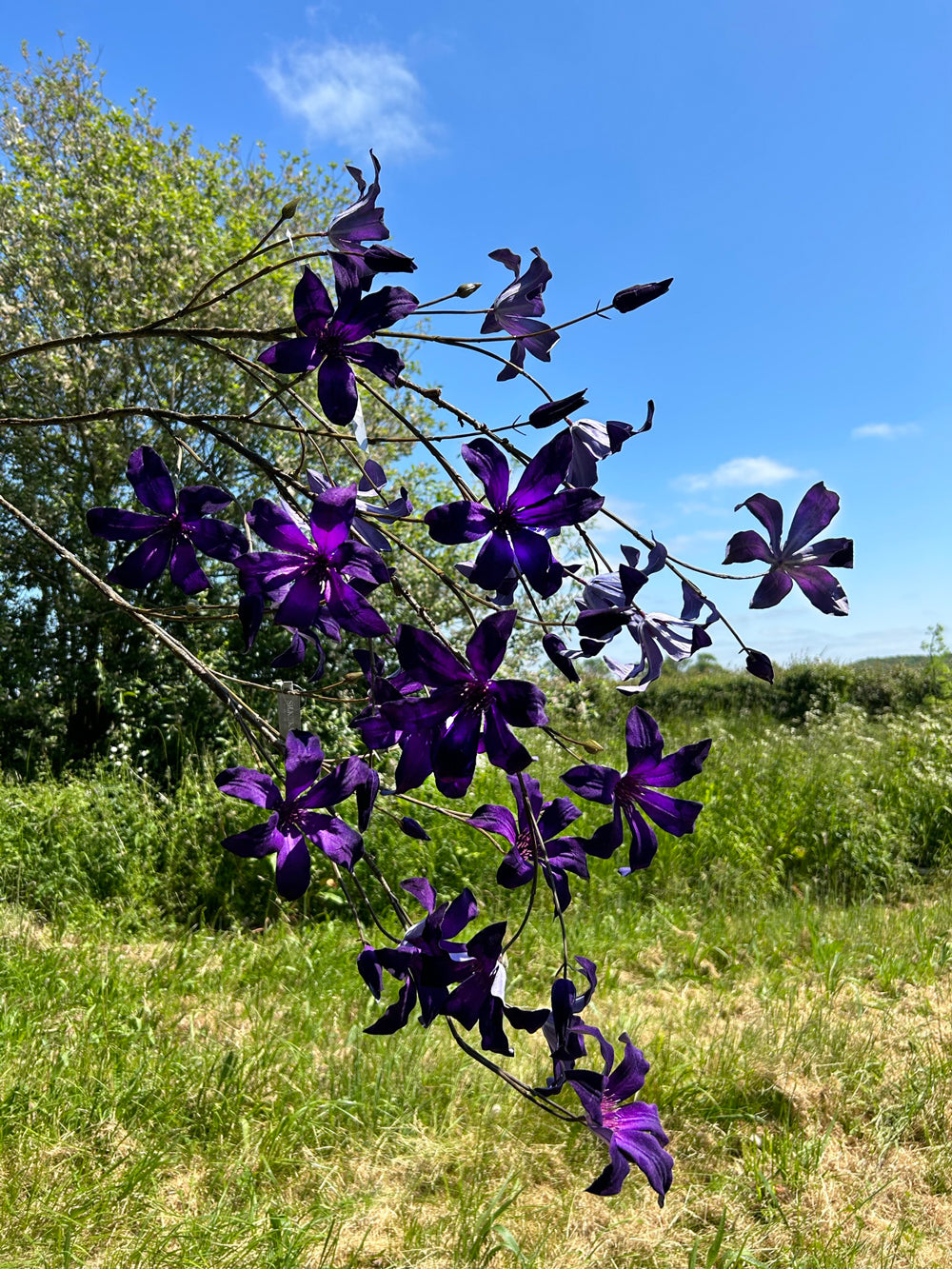 A group of faux clematis sprays, in a rich, dark purple, photographed outside in bright sunshine against the background of a meadow, trees, and a bright blue sky