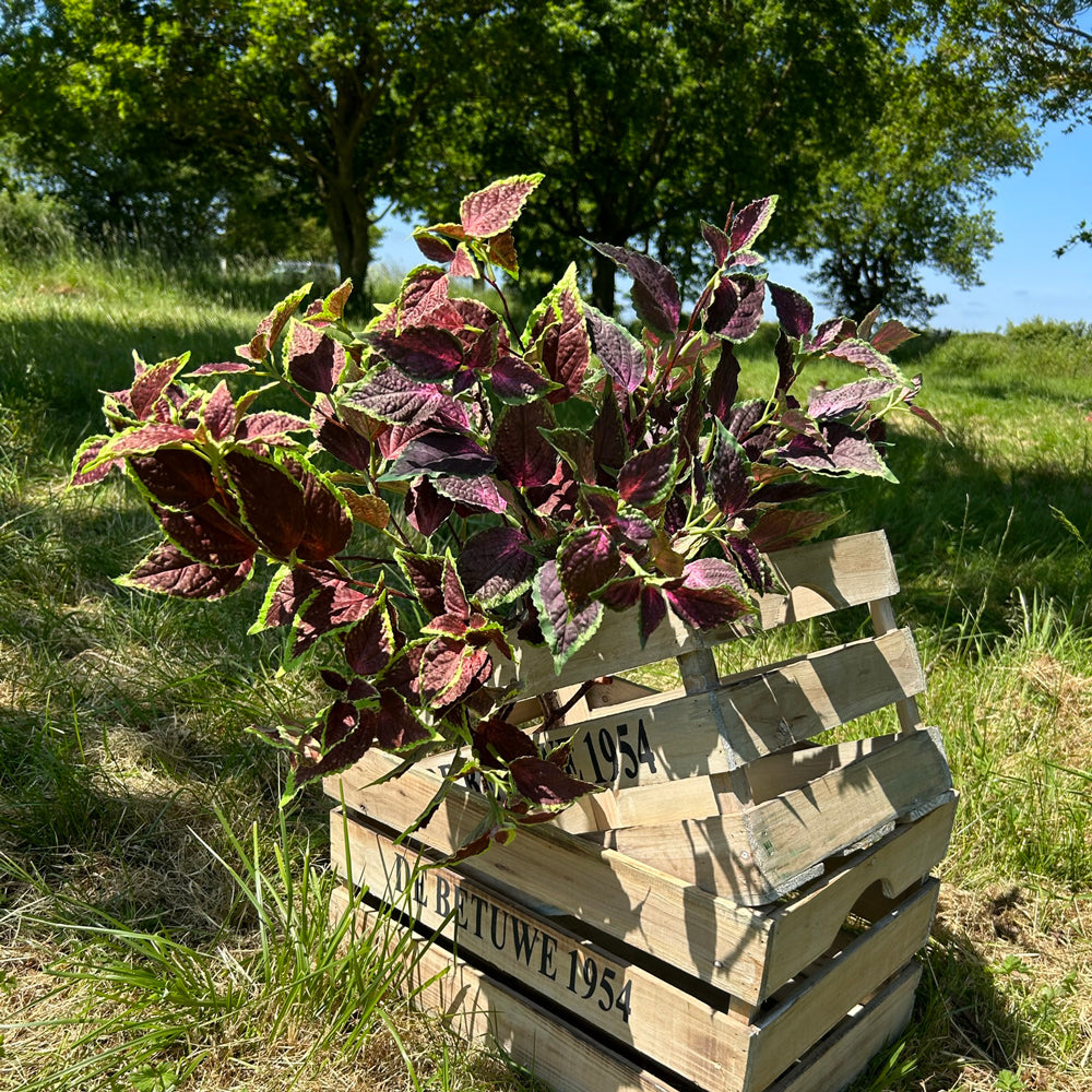 Two colourways of Coleus, with green and brown and green and purple, displayed in a wooden crate, outdoors in bright sunshine