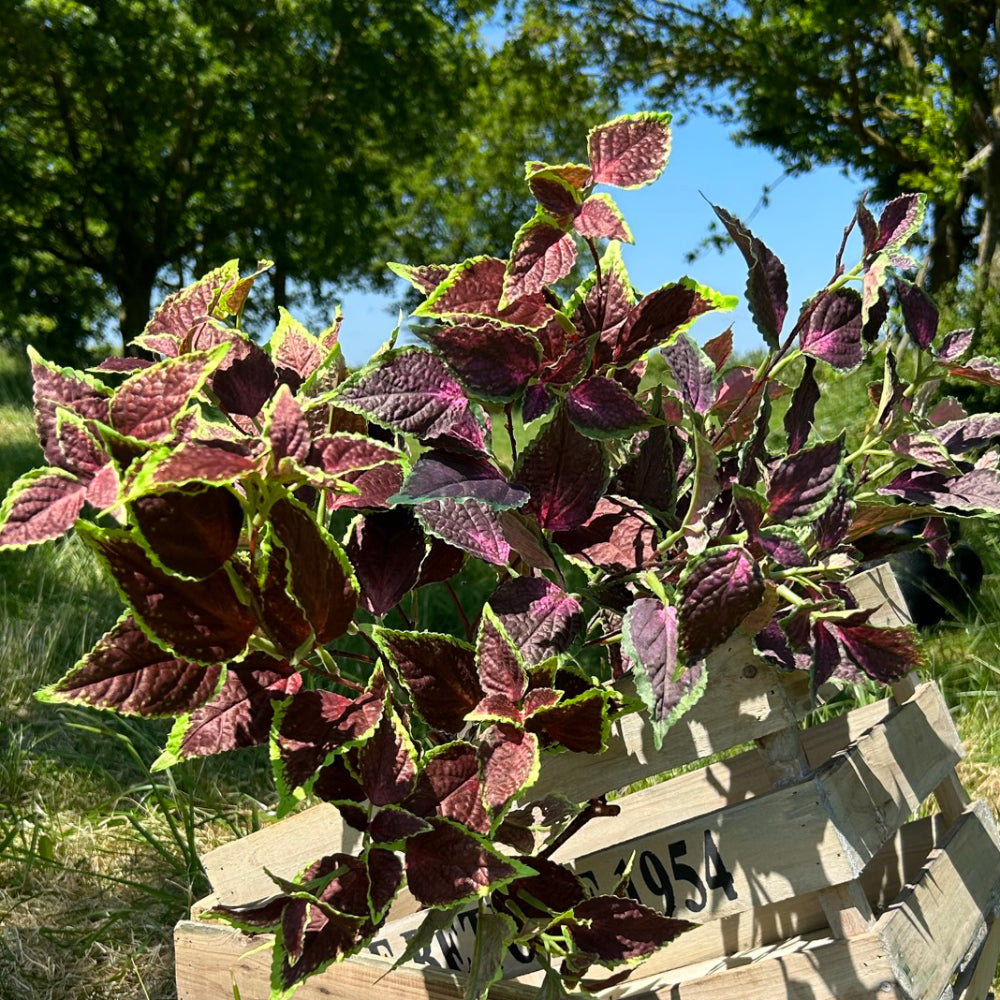 Two colourways of Coleus, with green and brown and green and purple, displayed in a wooden crate, outdoors in bright sunshine