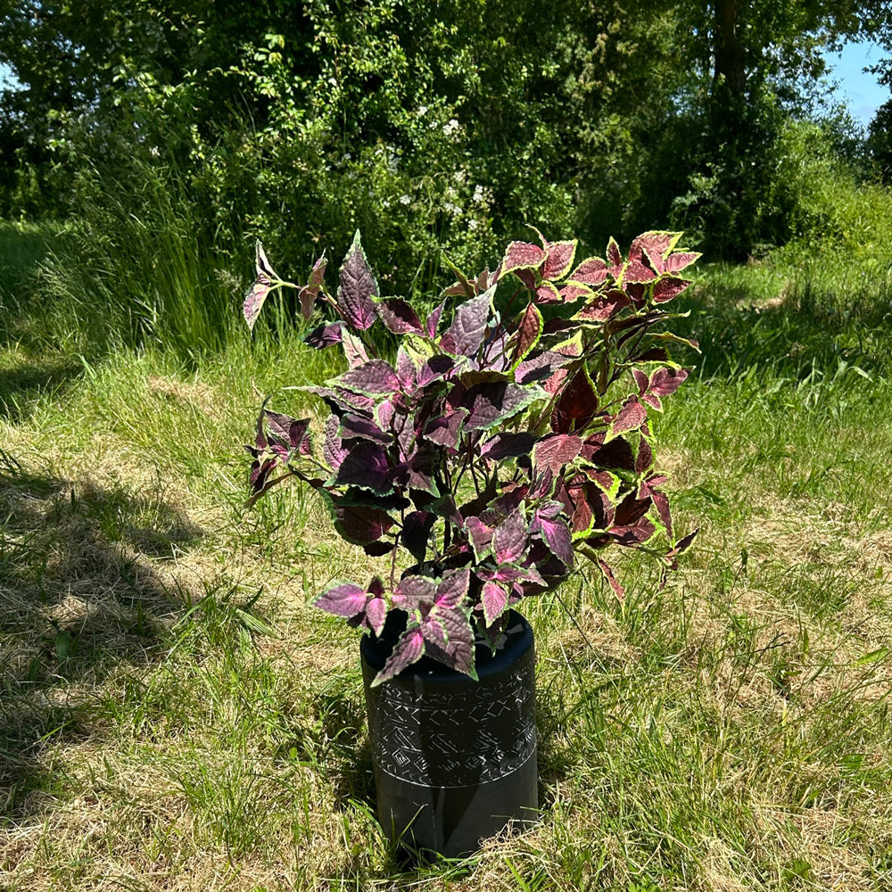 Two colourways of Coleus, with green and brown and green and purple, displayed in a wooden crate, outdoors in bright sunshine