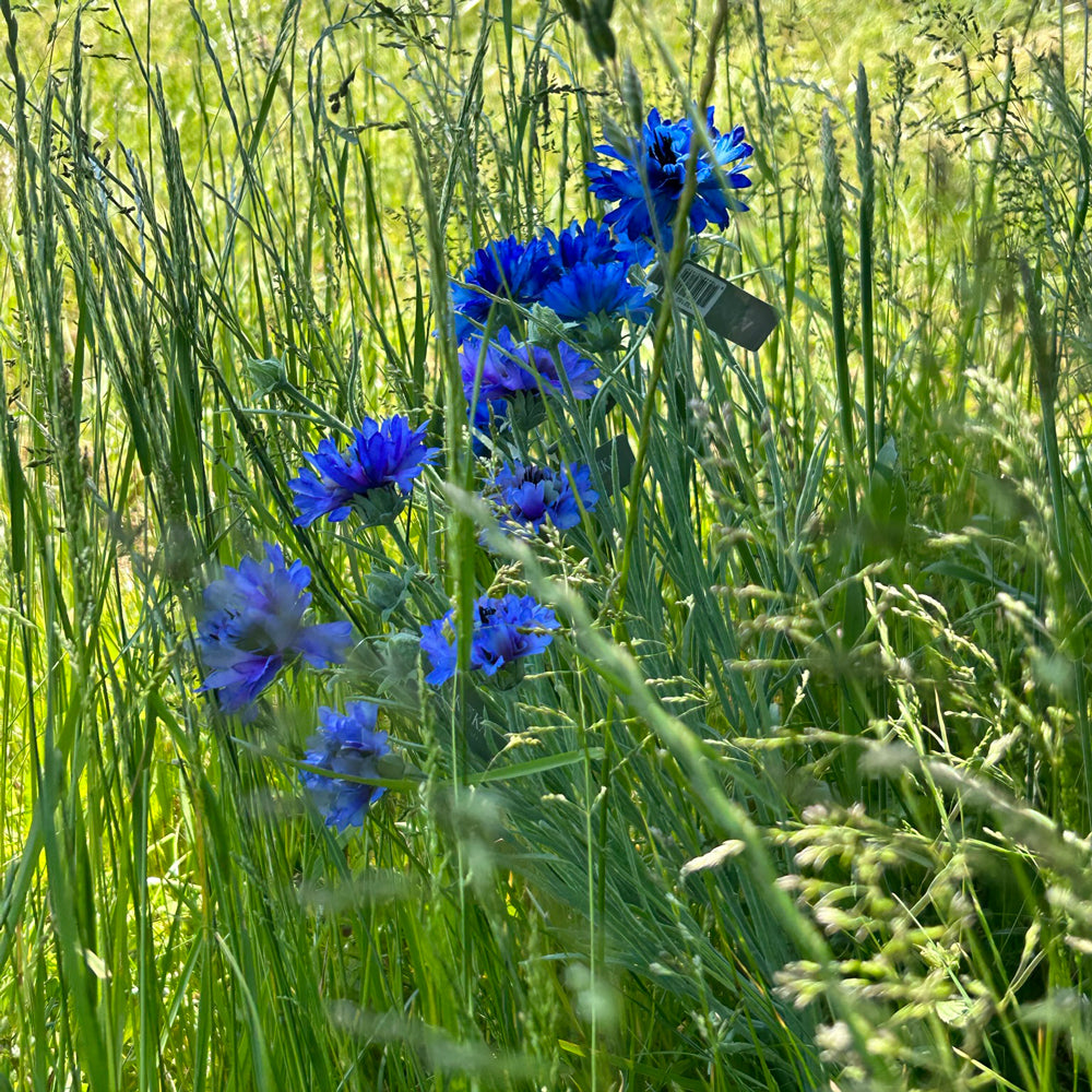 A mix of light and dark blue, faux cornflowers in the long luscious grass of a sunny meadow