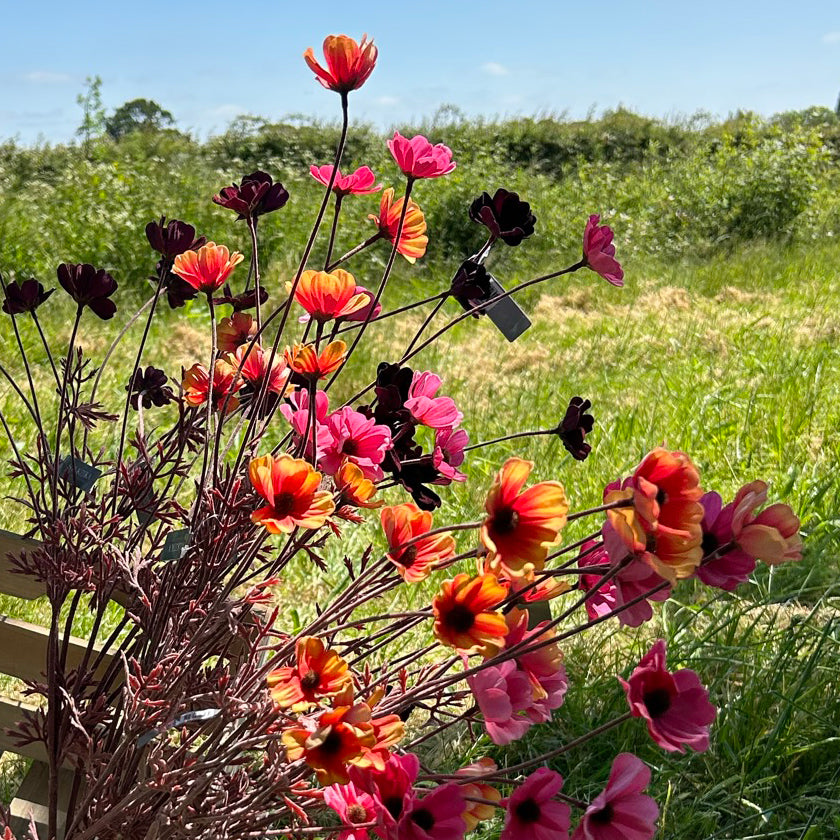 A group of different coloured Cosmos flowers, in pink, burgundy and orange, set against a sunny meadow background