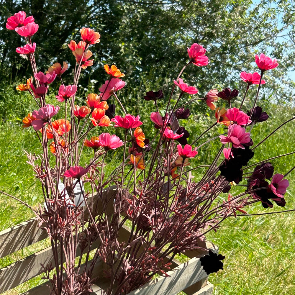 A group of different coloured Cosmos flowers, in pink, burgundy and orange, set against a sunny meadow background