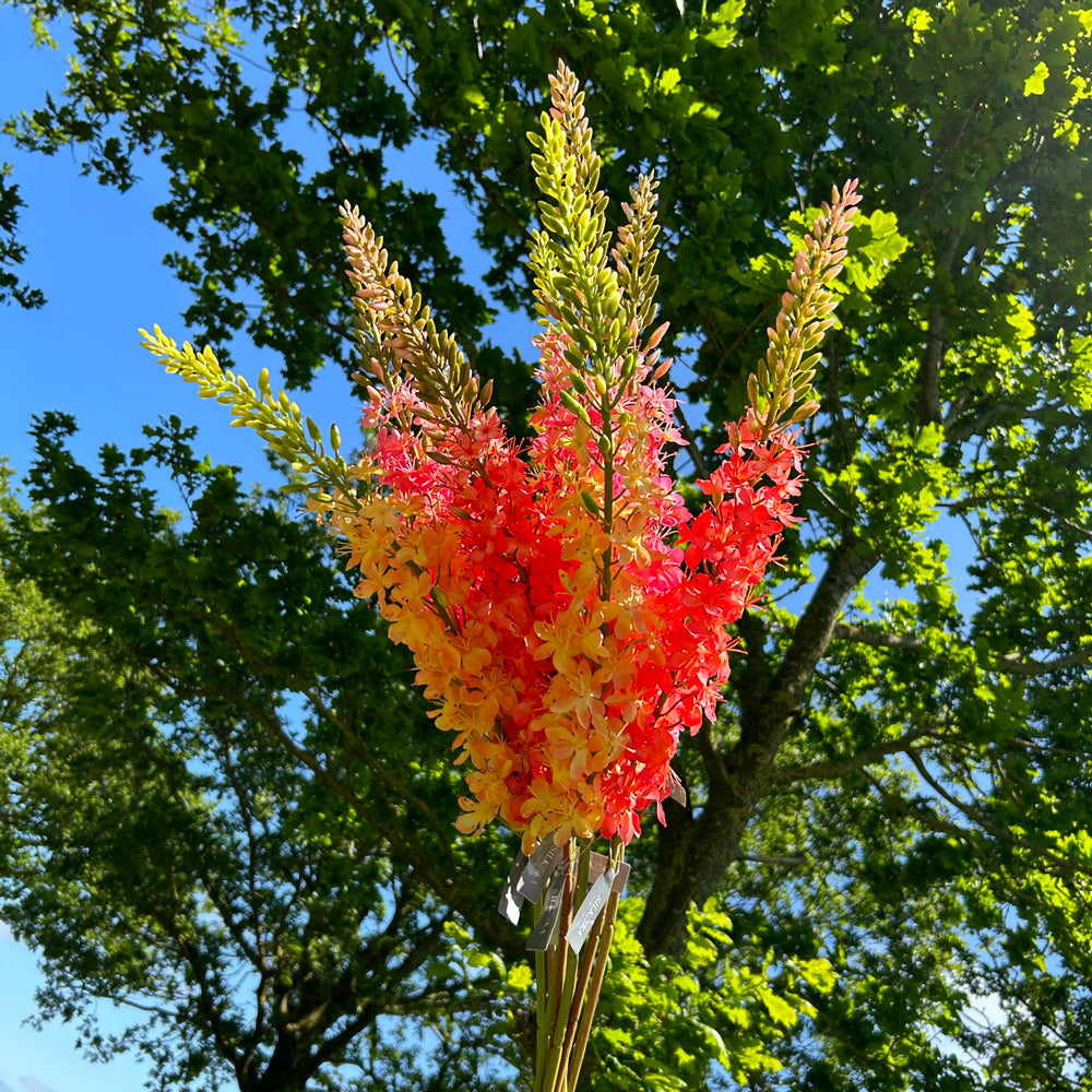 A group of different coloured faux foxtail lilies, against a sunny meadow scene.