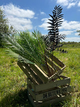 A wooden crate displaying both green, and black, palm frond sprays, against the backdrop of a blue sky and sunny meadow