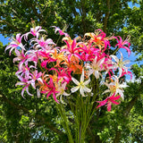 A large bunch of lily sprays with peach, pink, fuchsia and cream flowers, set against a meadow and bright blue sky