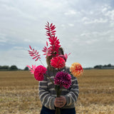 A large bunch of long-stemmed Silk-ka flowers in bold pinks and peach hues, against a cloudy sky and stubble field