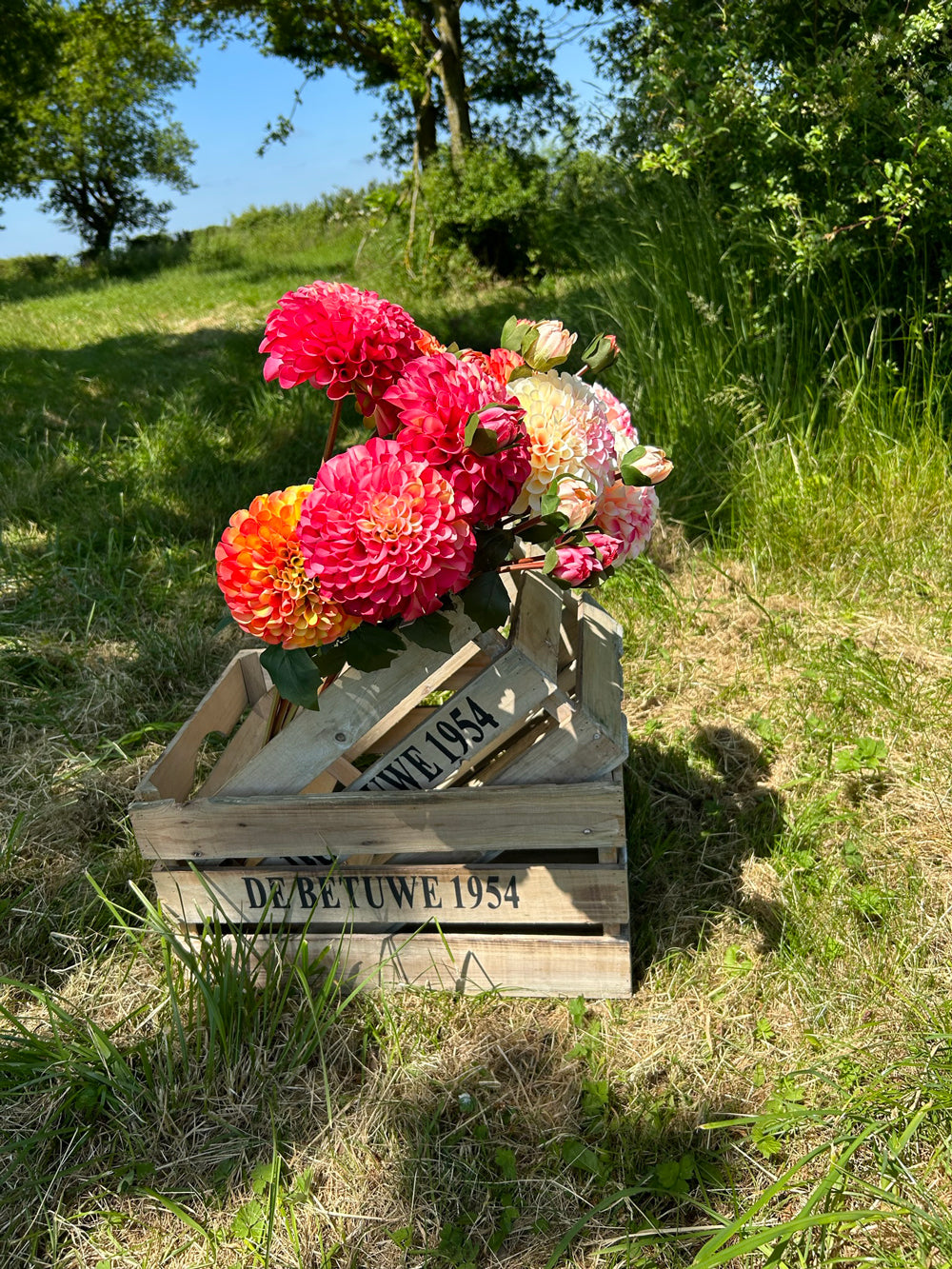 An array of pink, white, yellow and orange pom-pom dahlias in a wooden crate, outside on a beautiful sunny day!