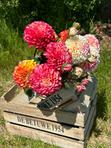 An array of pink, white, yellow and orange pom-pom dahlias in a wooden crate, outside on a beautiful sunny day!