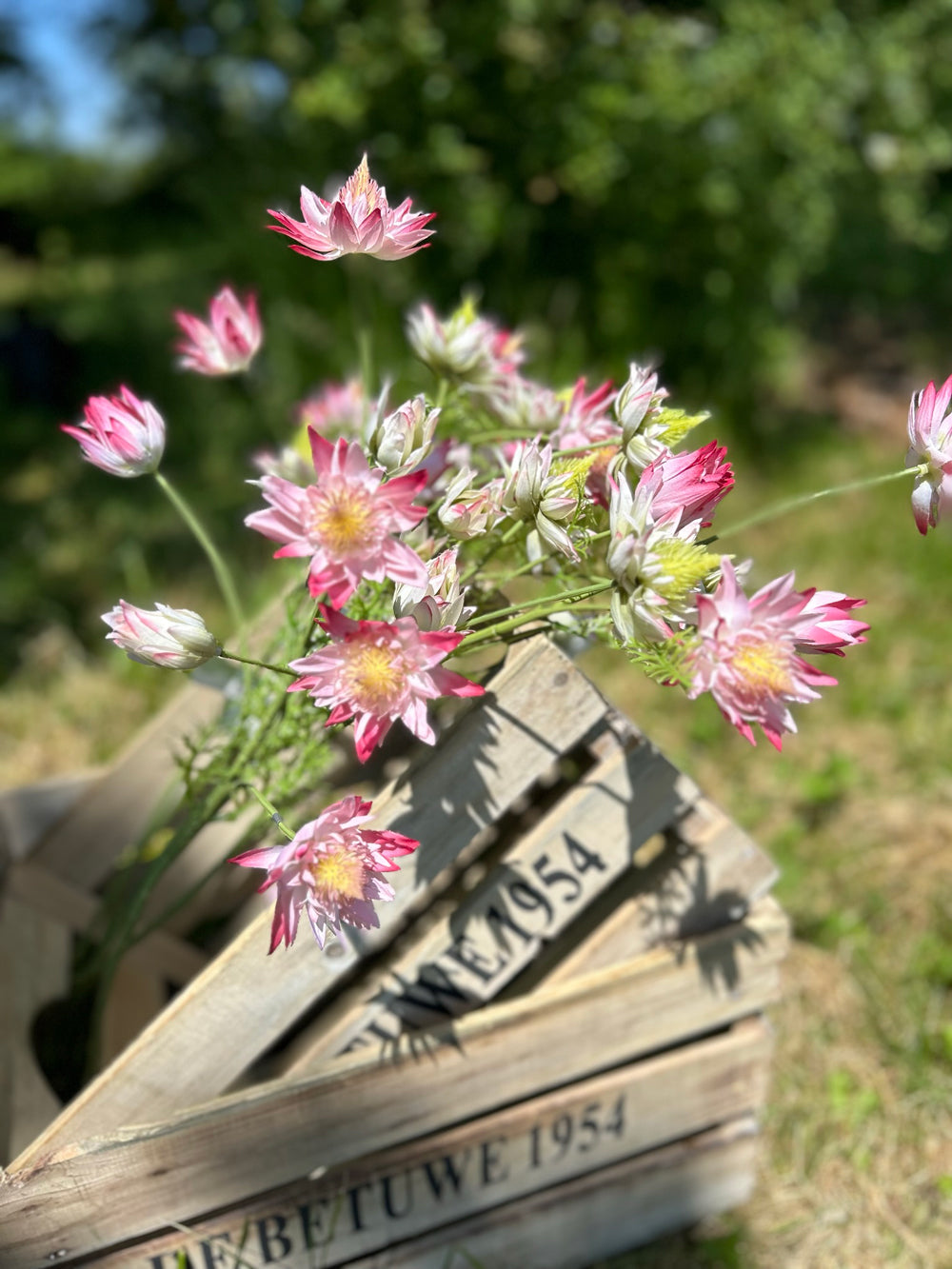 A group of pink, and white protea sprays displayed in a wooden crate, outside on a beautiful sunny day