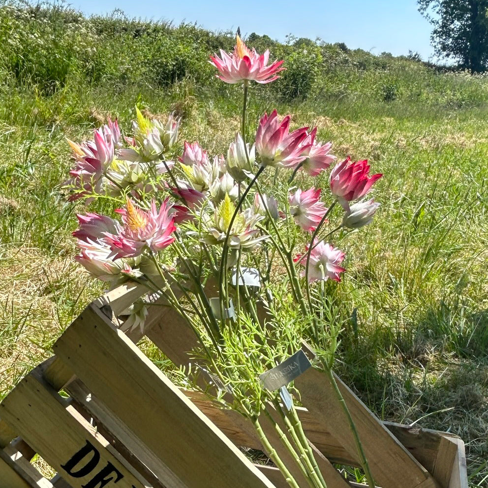 A group of pink, and white protea sprays displayed in a wooden crate, outside on a beautiful sunny day