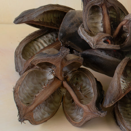 Dried botanical Soro flower heads