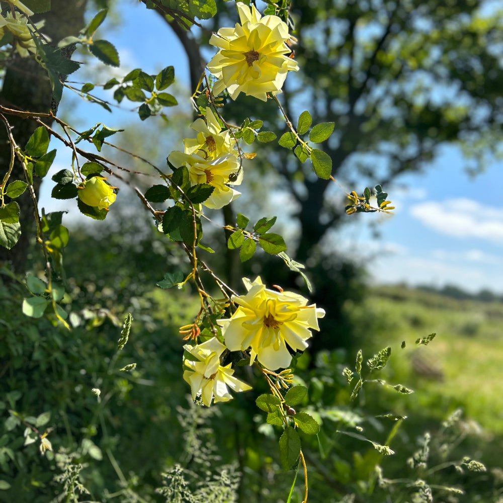 A group of faux, yellow rose sprays set against a sunny meadow and bright green trees