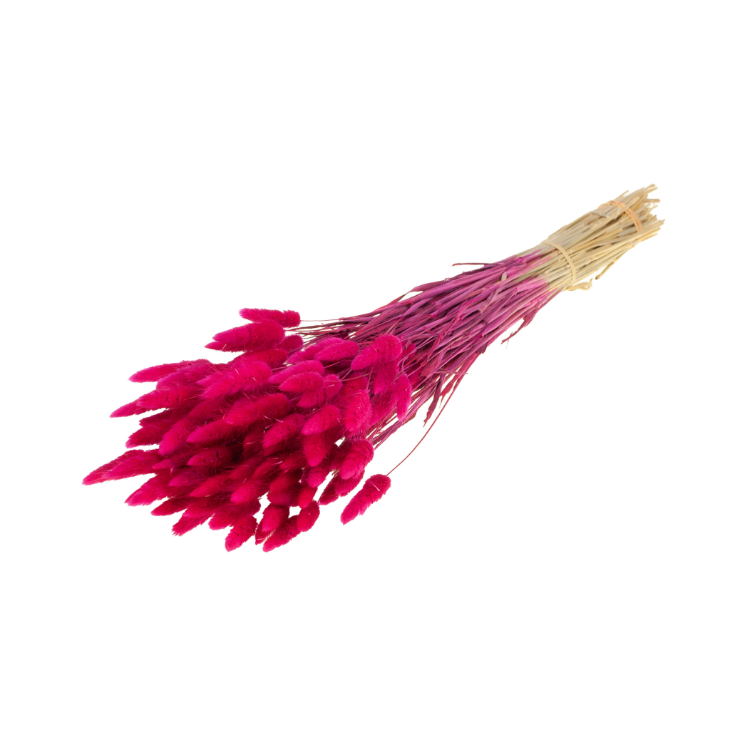 Pre Order Lagurus ovatus  cerise, box x 25
