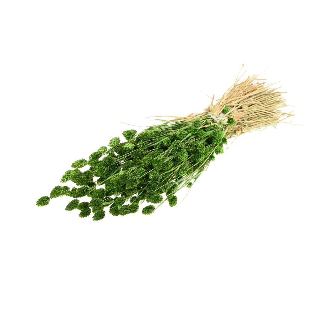 Pre Order Phalaris moss green, box x 20