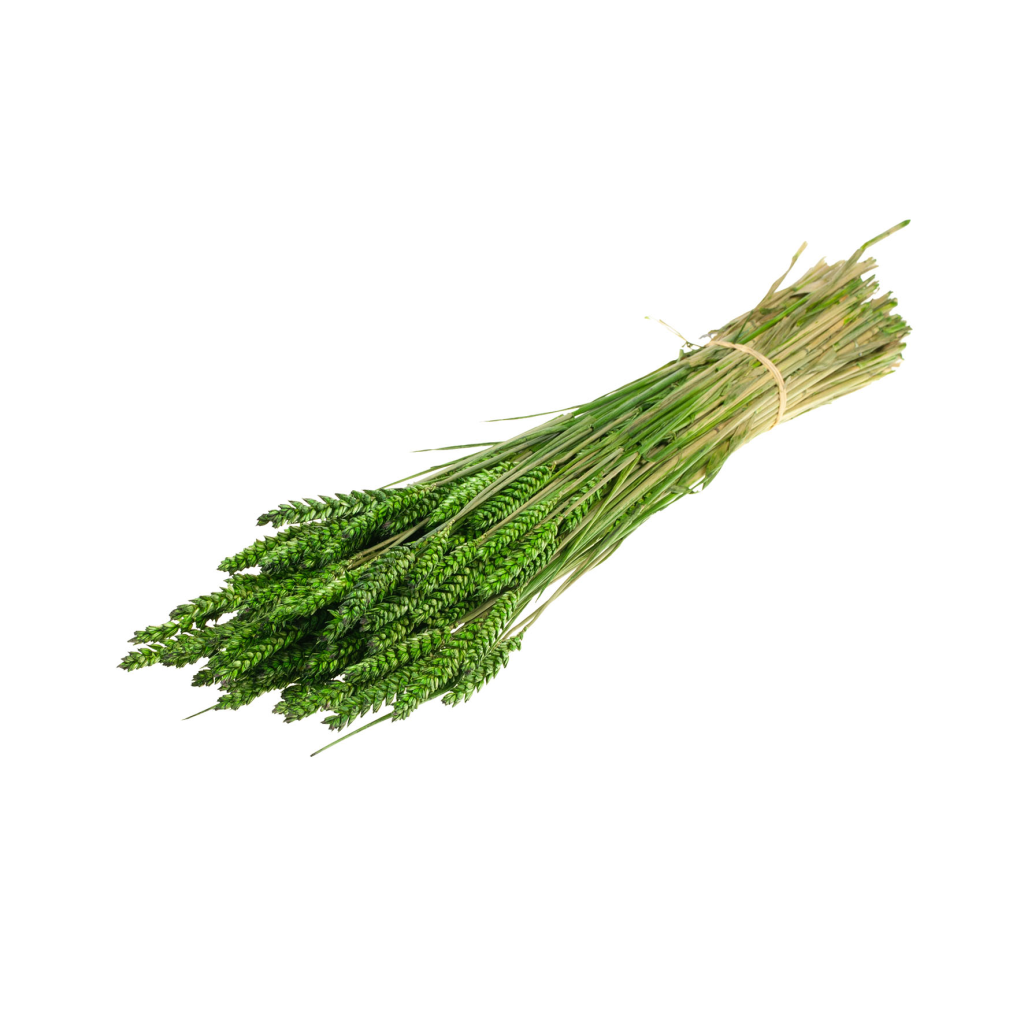 Pre Order Tarwe (triticum) moss green, box x 20
