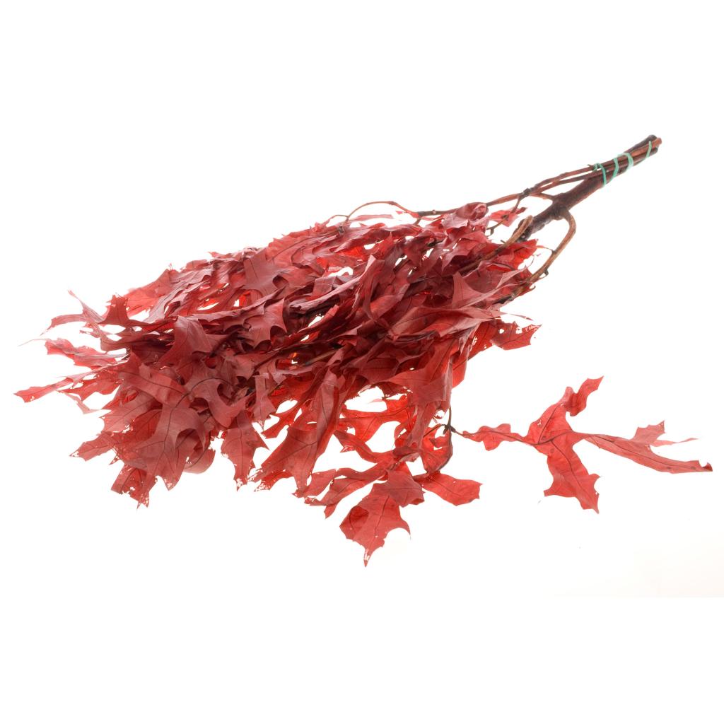 Pre Order Scarlet Oak leaf preserved red, box x 12