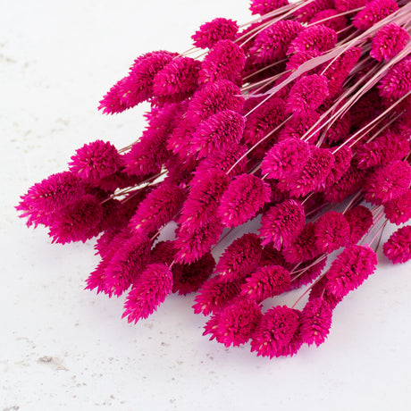 Phalaris, (Canary Grass), Dried, Cerise