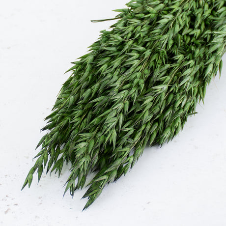 Oats, (Avena), Dried, Moss Green