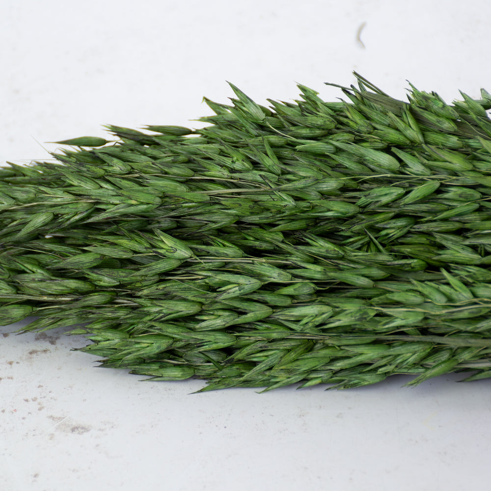 Oats, (Avena), Dried, Moss Green