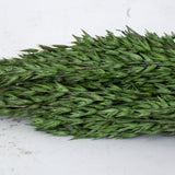 Oats, (Avena), Dried, Moss Green