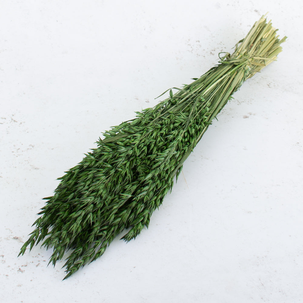 Oats, (Avena), Dried, Moss Green
