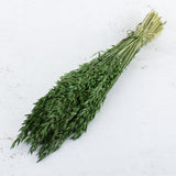 Oats, (Avena), Dried, Moss Green