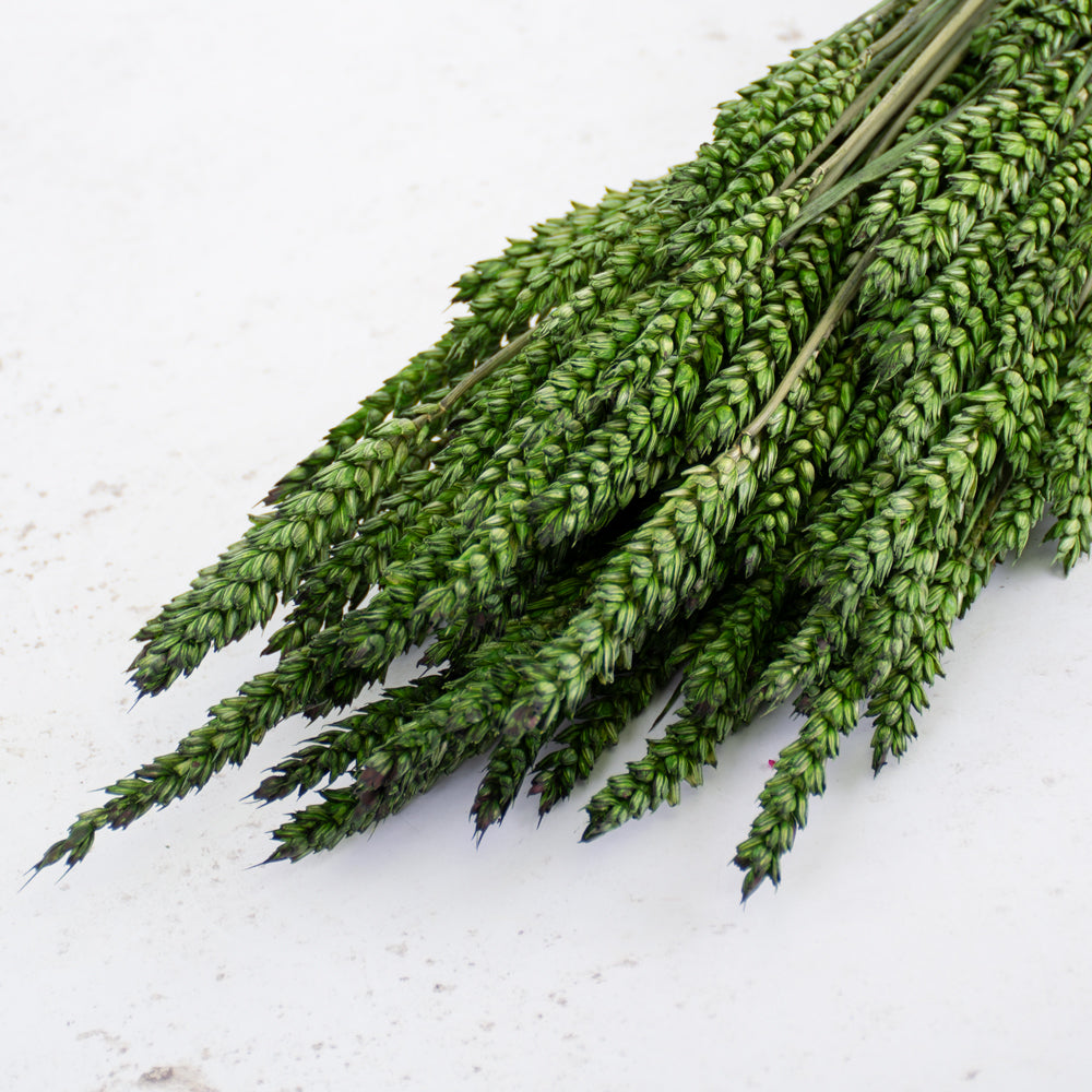 Wheat, (Triticum), Dried, Moss Green