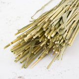 Wheat, (Triticum), Dried, Moss Green
